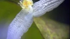 A síkság szerkezete és jellemzői