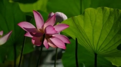 A növények szerkezete. Fogalommeghatározások és fogalmak