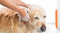 Kutya bőr gyapjúszerkezet