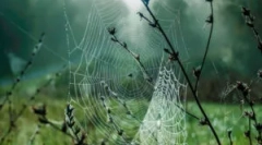 A pókhálók szerkezete, összetétele és típusai