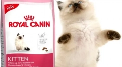 Száraz étel a macskákhoz royal kanin: a legjobb minőség az árkategóriában