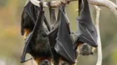 Volatile egér létezése télen