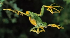 Vannak repülő békák?