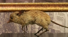 Sertéslábú gengszter