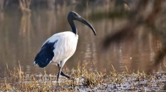 Szent ibis