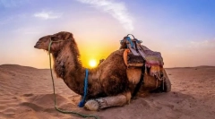 A tevék titkai. Hogy vannak háziasítottak