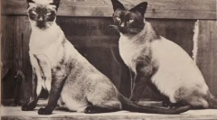 Thai és sziámi macskák: hasonlóságok és különbségek