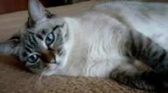 Thai macskák színes tabby pont