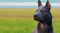 Thai kutyák fajtái