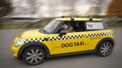 Pet taxi: jellemzők és a kocsi szabályai