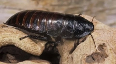 Tracakan-criptrutrut