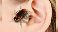 Tracakan a fülben: tünetek és extrakció