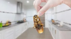 Csótányok a konyhában: a védelem és a megsemmisítés módja