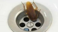 Csótányok a fürdőszobában és a wc-ben