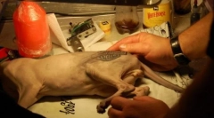 Tetoválás a macskához, vagy kegyetlen divat az állatok számára