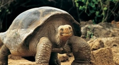 Az állatok kifejezés