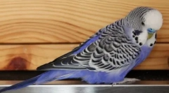 Beteg macska és rögeszmés papagáj: videó, ahol a pernáció beszél egy bolyhos kisállathoz