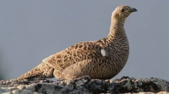 Teteryev (fotók): valódi pijon az erdőből