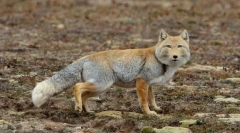 Tibeti fox