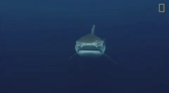 Tigris cápa - az egyik legveszélyesebb cápa a világon