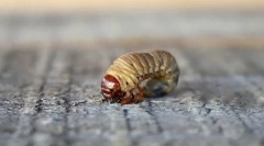 A rovarfejlesztés típusai