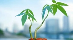 A növényi szövetek típusai