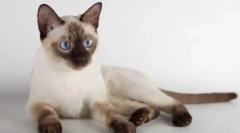 Tonkin macska (thinnez)