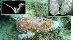 Top 10: az állatvilági nemi szervek alkalmassága