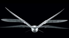 Top 10: érdekes tények a sirályokról