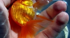 Top 10 történet a rémült aranyhalról