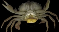 Top 10: makroparaziták