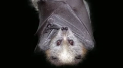 Top 10: állati mítoszok