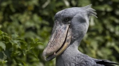 Top 10 madár a legtöbb bizarr csőrrel