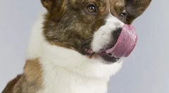 Top 10: a legcsodálatosabb kutyák fajtája az egyesült királyságban (20 fotó)