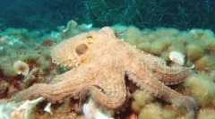 Top 10: a legokosabb állatok bolygók