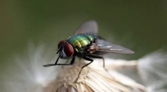 A világ leginkább tiszta állatok közül 10