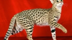 Top 10 legdrágább állat a világon