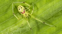 Top 10 legszebb pók a világon