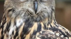 Top 10 legveszélyesebb madár ragadozók (21 fotó)