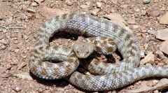 A világ legveszélyesebb kígyóinak 10 legjobbja