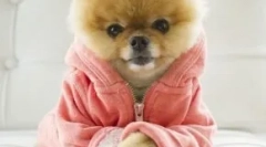 Top 10 legnépszerűbb kutya instagram-ban