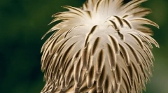 Top 10 a legrövidebb és veszélyeztetett madarak a bolygón