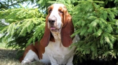 A legkedvezőbb 10 legjobb és kiegyensúlyozott kutyák közül