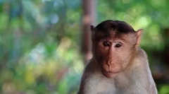 Top 10 a leginkább intelligens állatok a világon