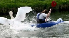 Top 10: shockly veszélyes állatok