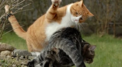 Top 10 dolog, amit a macska utál