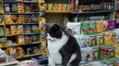 Top 15 hasznos kiegészítők a macskákhoz akár 1000 rubelig