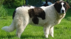 A világ 20 legnagyobb kutyafajta a világon