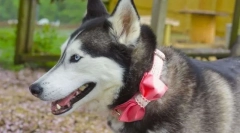 Top 5 nevek kutyák lányok számára