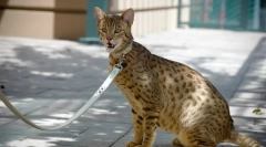 Top 5: a legdrágább macskák a világon